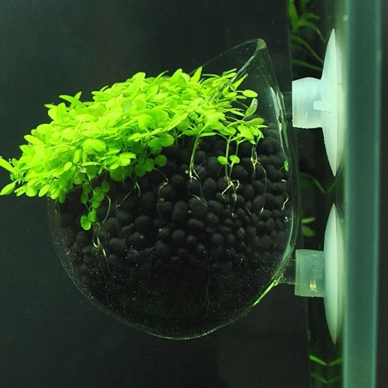 Aquarium Plants Live - Szklany uchwyt na rośliny akwariowe z