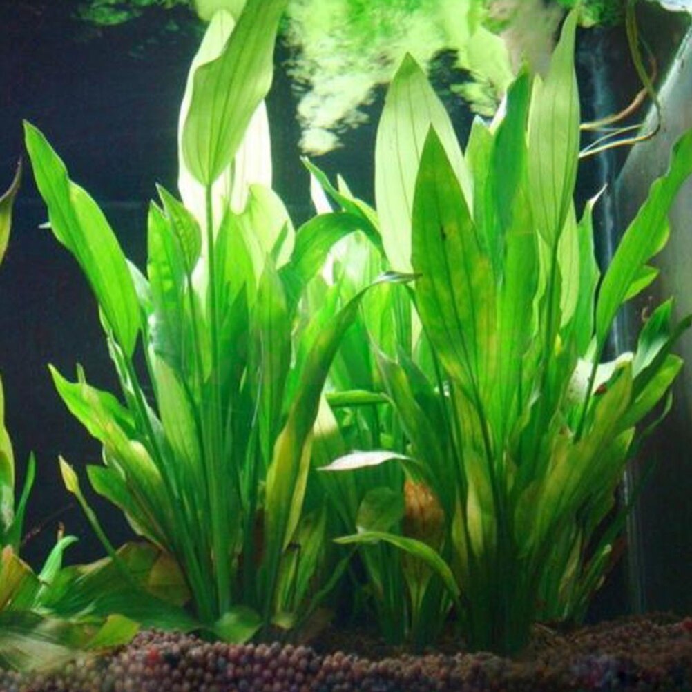 Live Plant Aquarium - 15cm sztuczne akwarium rośliny dekoracyjne ozdobne