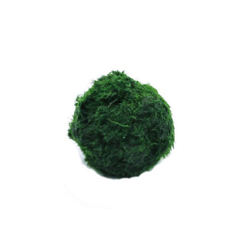 Live Plant Aquarium - Kulki Marimo, żywąca roślinność akwariowa, glony,