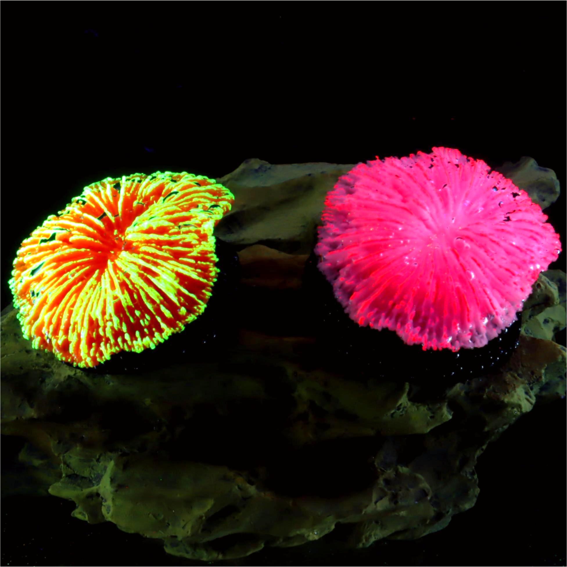 1 sztuka – dekoracja do akwari – Live Plant Aquarium recenzja i cena