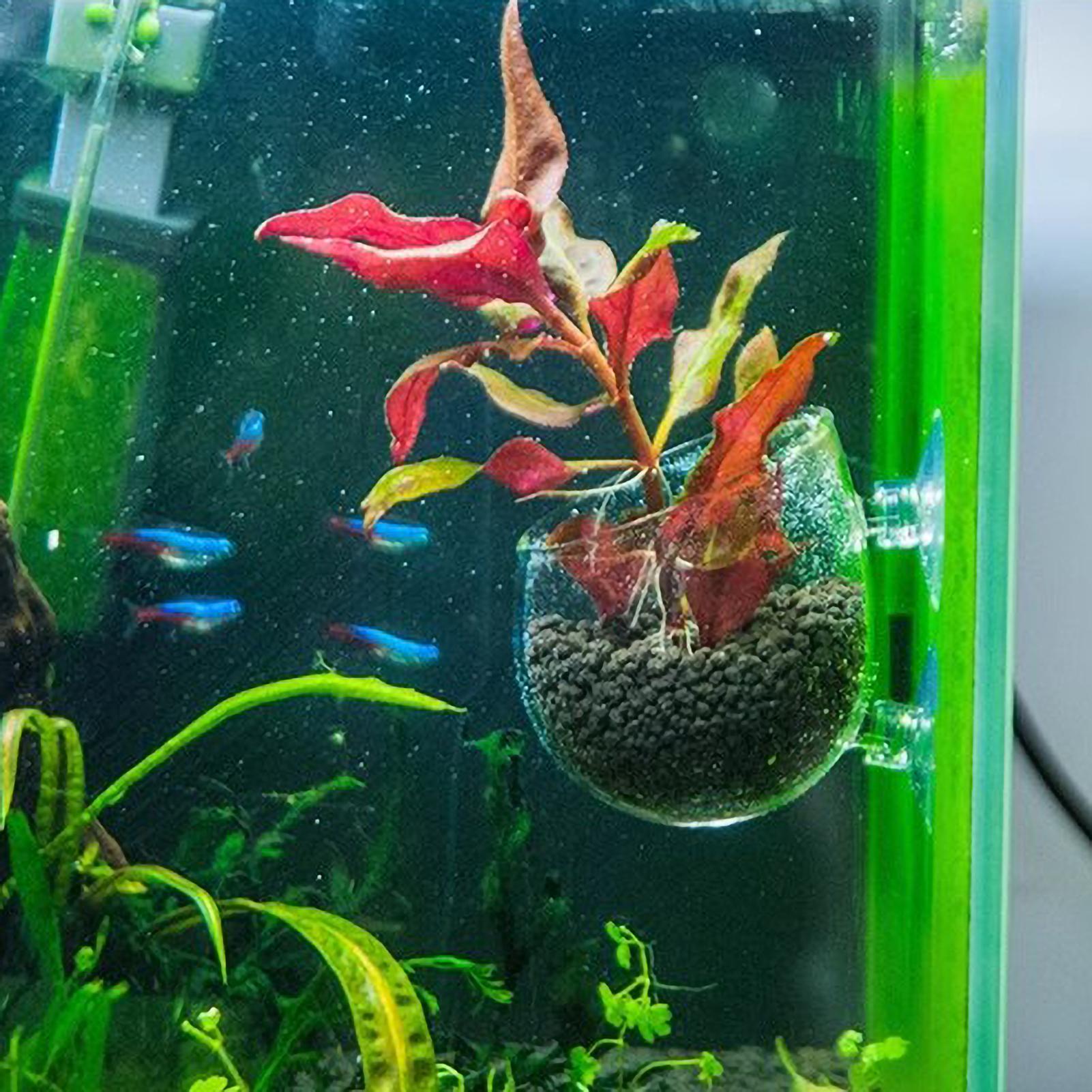 Szklany uchwyt na rośliny akwa – Aquarium Plants Live recenzja i cena