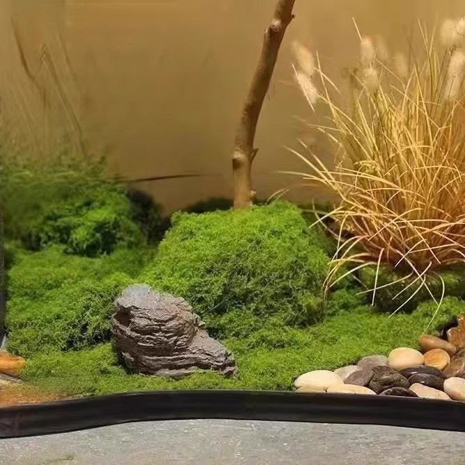 200g Mech Wiecznego Życia DIY  – Aquarium Moss recenzja i cena