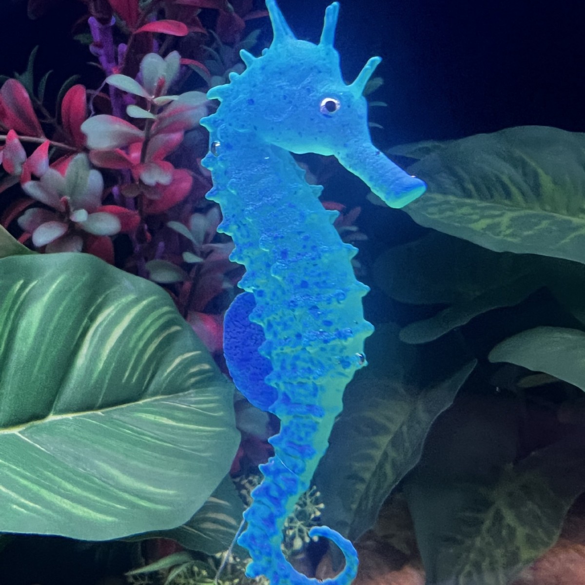 Imitacja świecącego konika mor – Aquarium Plant Substrate recenzja i cena