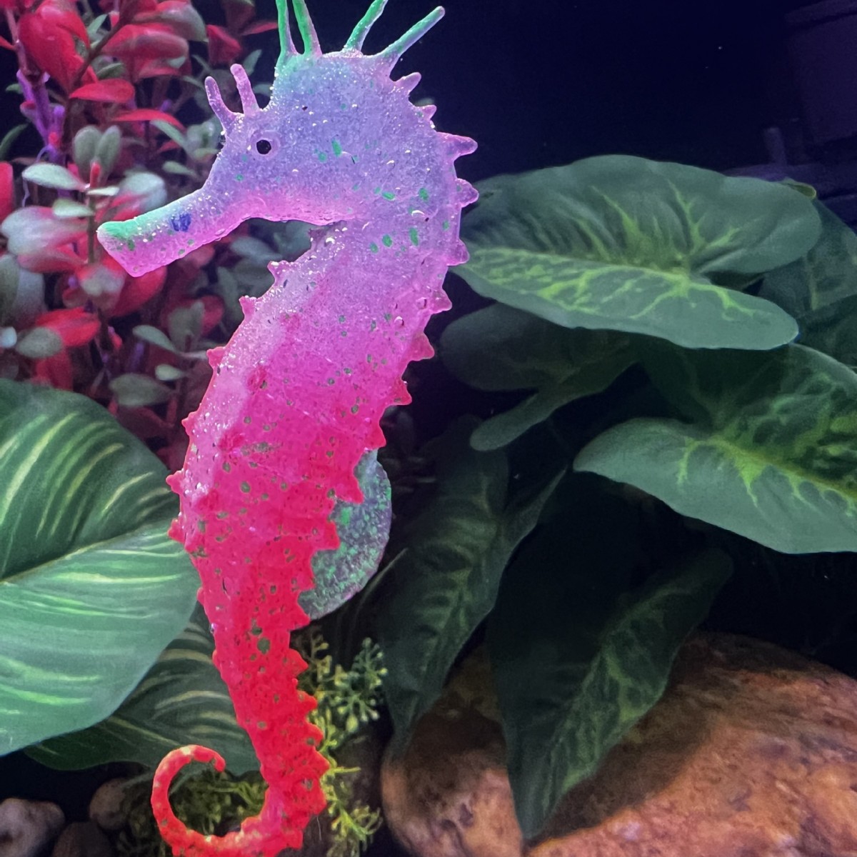 Imitacja świecącego konika mor – Aquarium Plant Substrate recenzja i cena