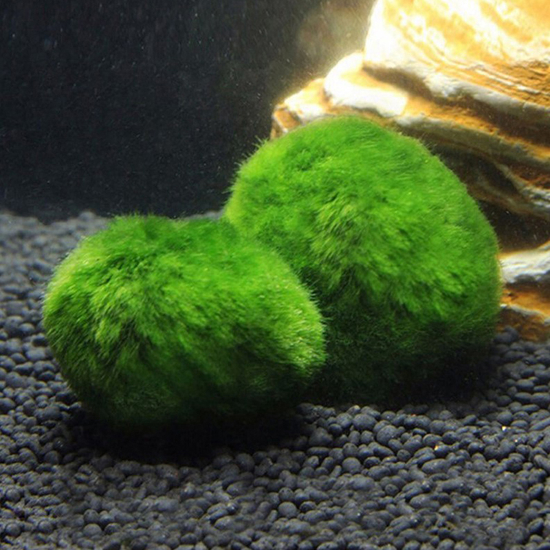 Kulki Marimo, żywąca roślinnoś – Live Plant Aquarium recenzja i cena