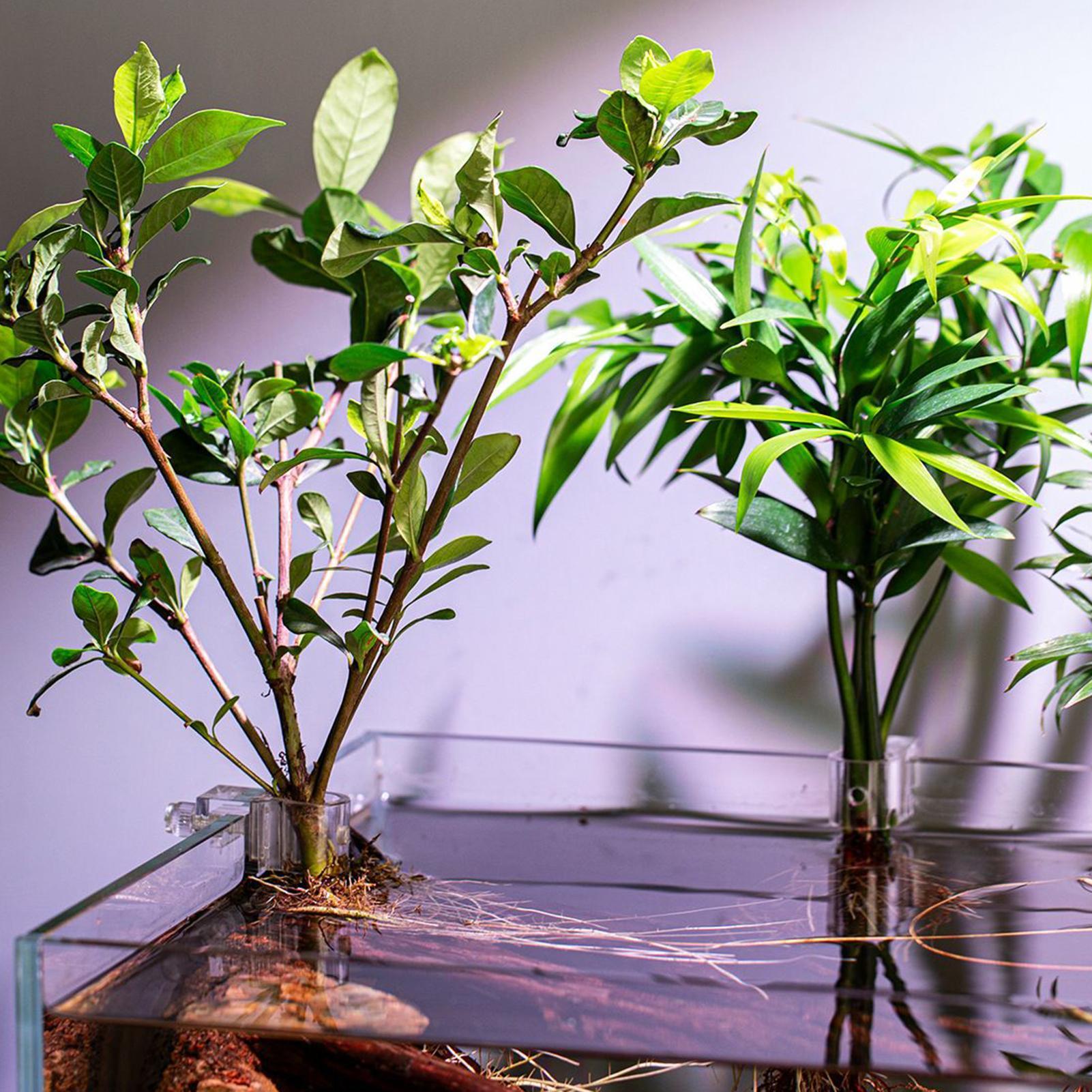 6 szt. Przezroczyste uchwyty d – Aquarium Plants Live recenzja i cena