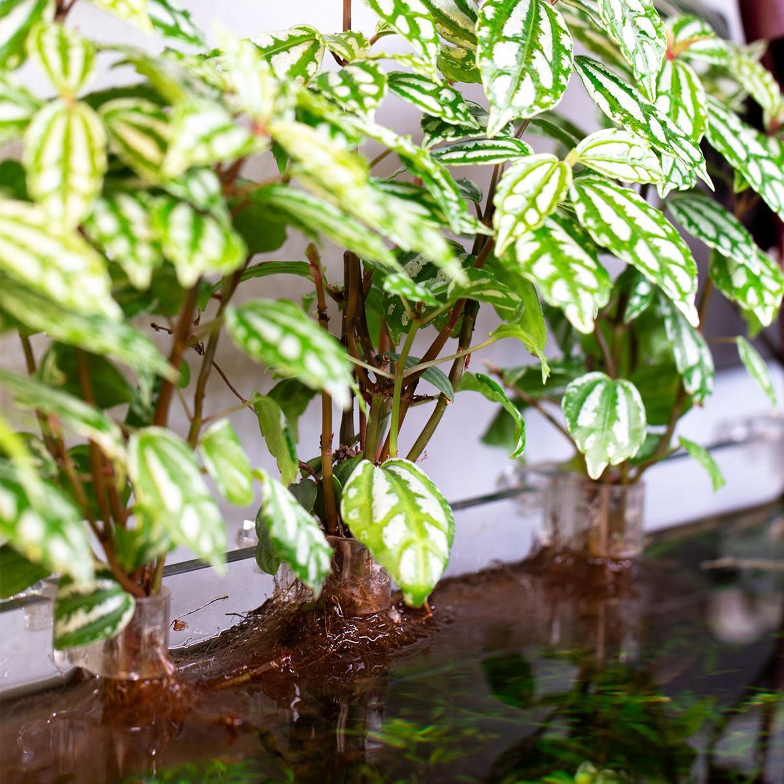 6 szt. Przezroczyste uchwyty d – Aquarium Plants Live recenzja i cena