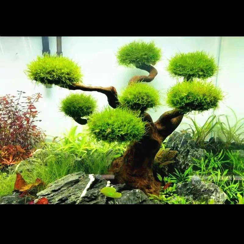 Akwarium Driftwood Dekoracja k – Aquarium Driftwood recenzja i cena