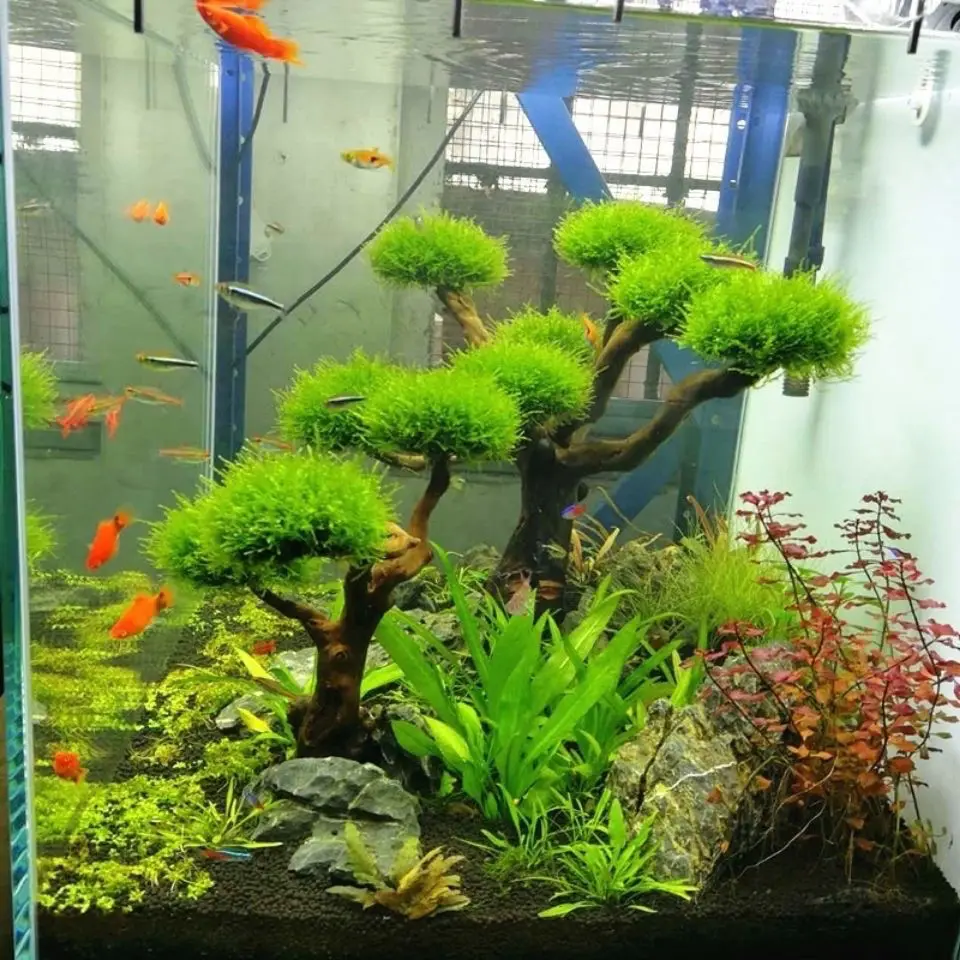 Akwarium Driftwood Dekoracja k – Aquarium Driftwood recenzja i cena