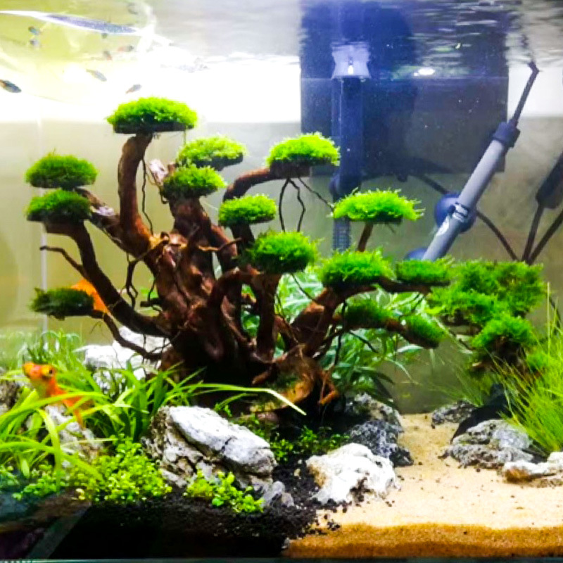 Dekoracja akwariowa: mech, drz – Aquarium Driftwood recenzja i cena